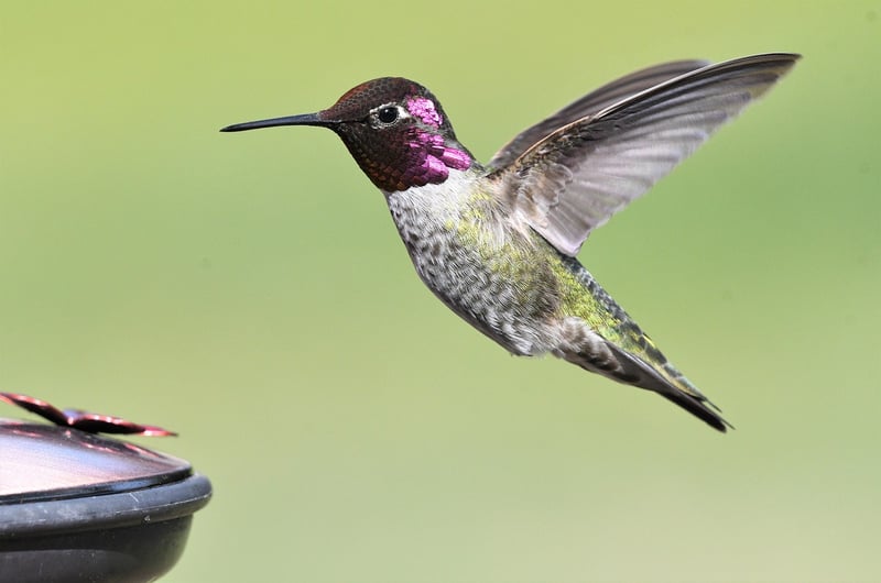 Hummingbird Feeders