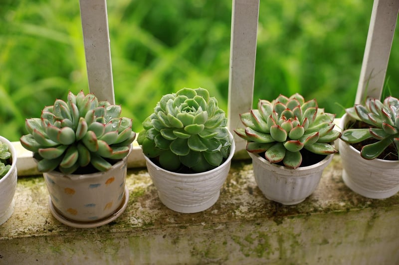 Vertical Garden